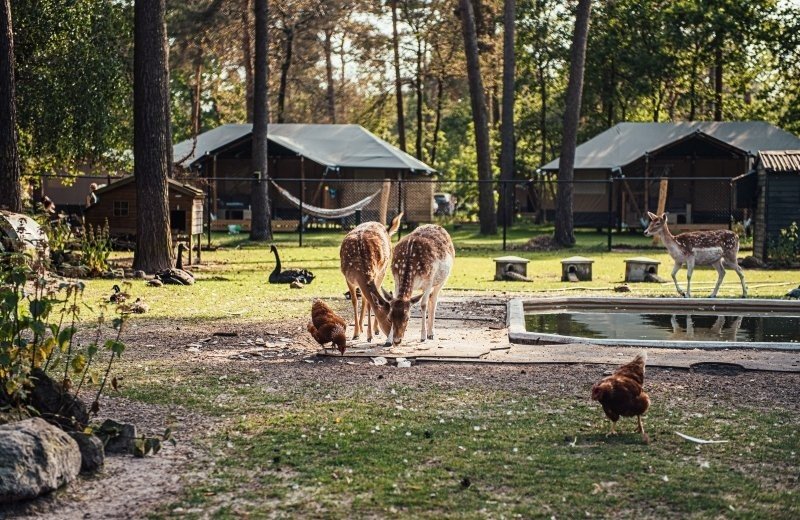Dierenverblijf vessem